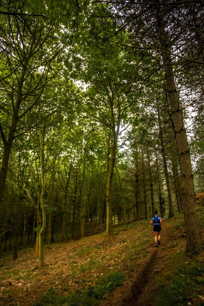 A solitary jogger explores a serene forest trail surrounded by vibrant fall foliage.